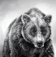 Grizzly Bear by Ali Armstrong