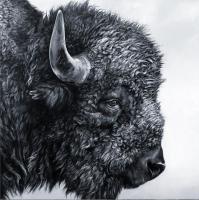 Bison Profile II by Ali Armstrong
