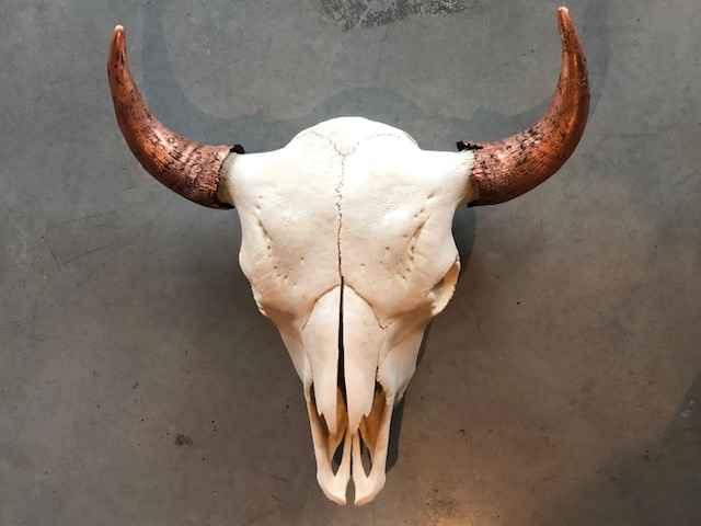 Bison Skull: Natural and Copper by Owen Mortensen